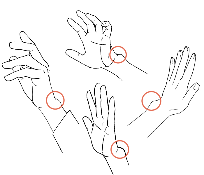 [Easy]How to draw wrists structure of their joints MediBang Paint