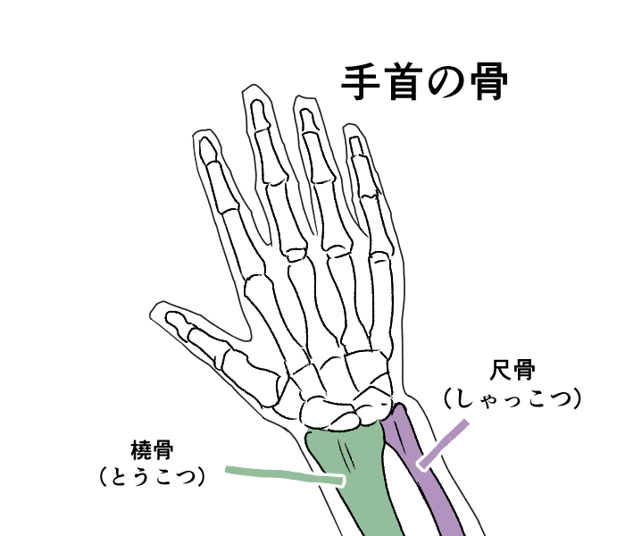 Easy]How to draw wrists - structure of their joints 