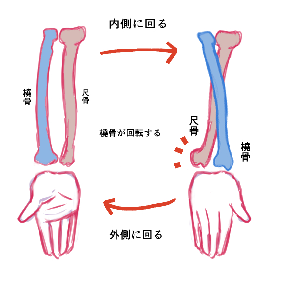手首を描いてみよう 構造理解編 メディバンペイント Medibang Paint