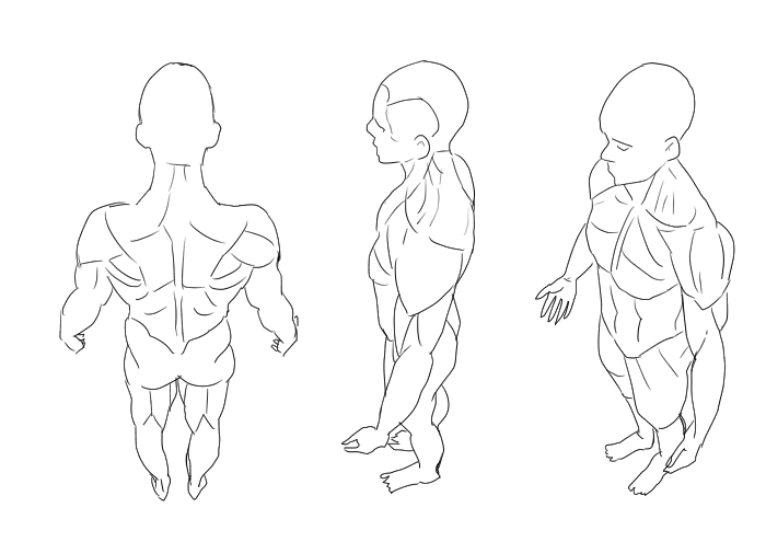 Basico La Estructura Del Cuerpo Humano Visto Desde Arriba Medibang Paint