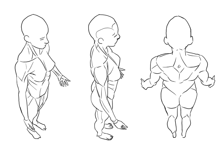 Basico La Estructura Del Cuerpo Humano Visto Desde Arriba Medibang Paint