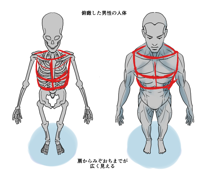 从俯视角度看人体的骨骼结构 Medibang Paint