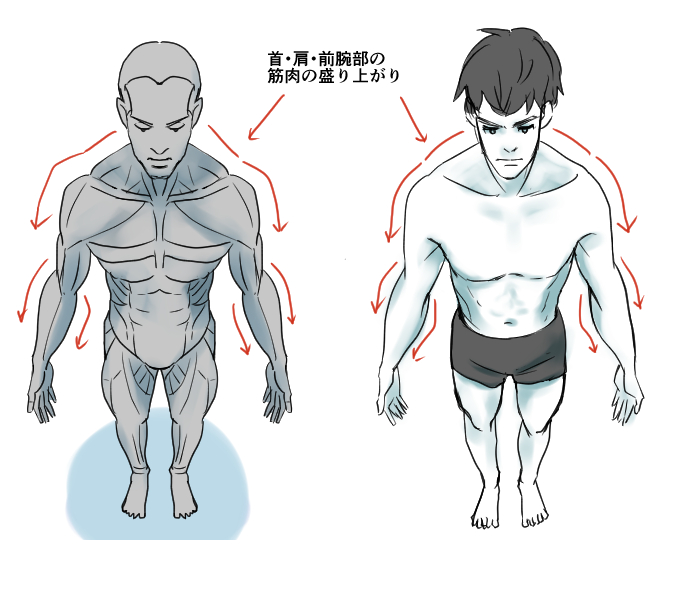 The Skeletal Structure Of The Human Body From An Overhead Perspective Medibang Paint