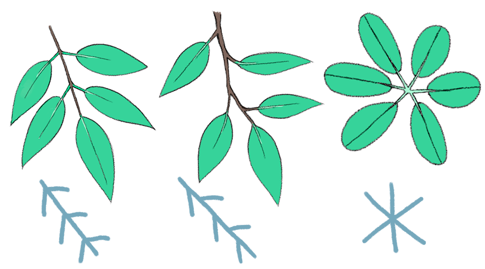  Tutorial para dibujar hojas de plantas