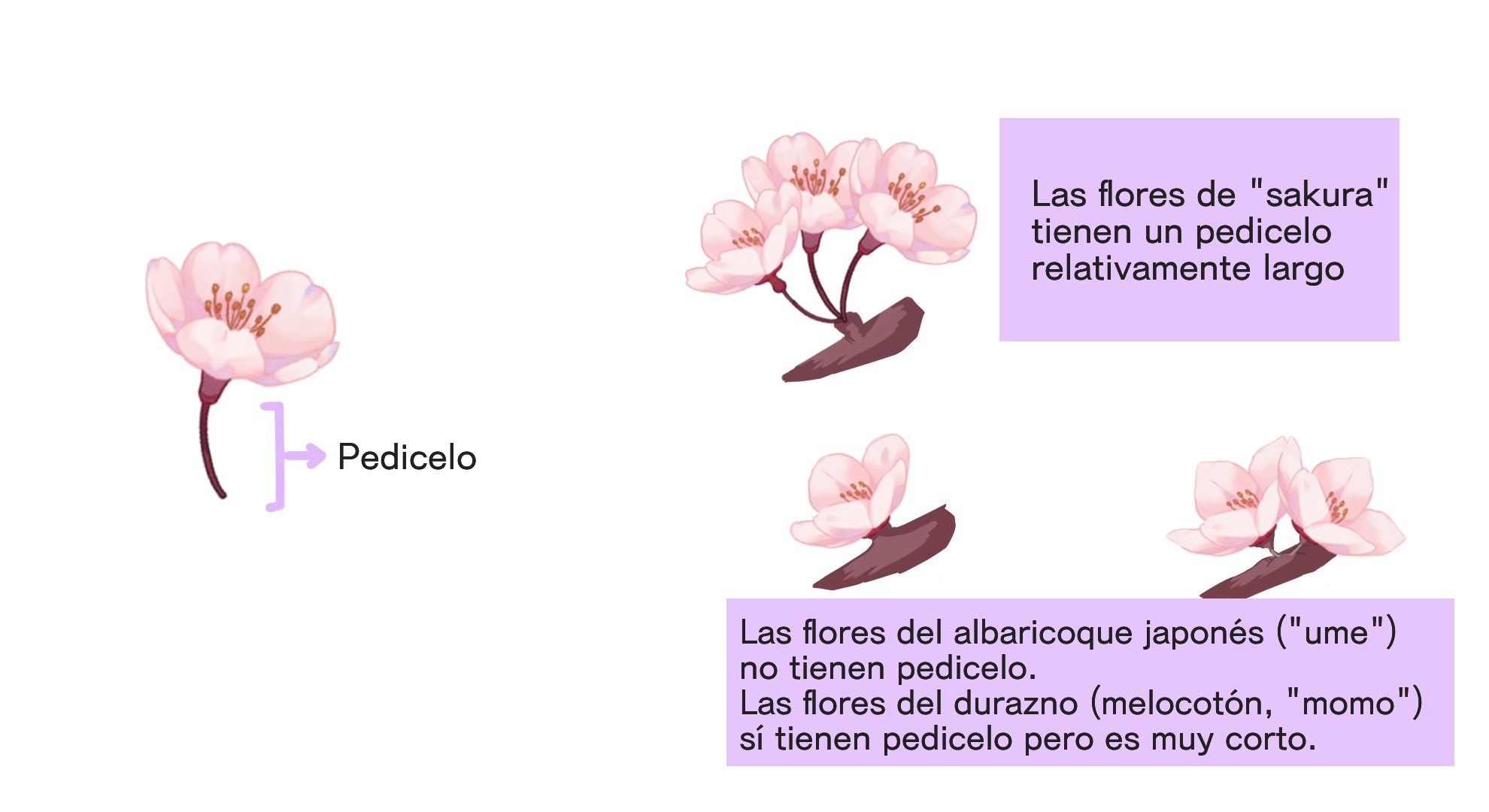 Dibujemos con el “Pincel Flores de cerezo”【Cómo usarlos / técnica básica |  MediBang Paint - the free digital painting and manga creation software