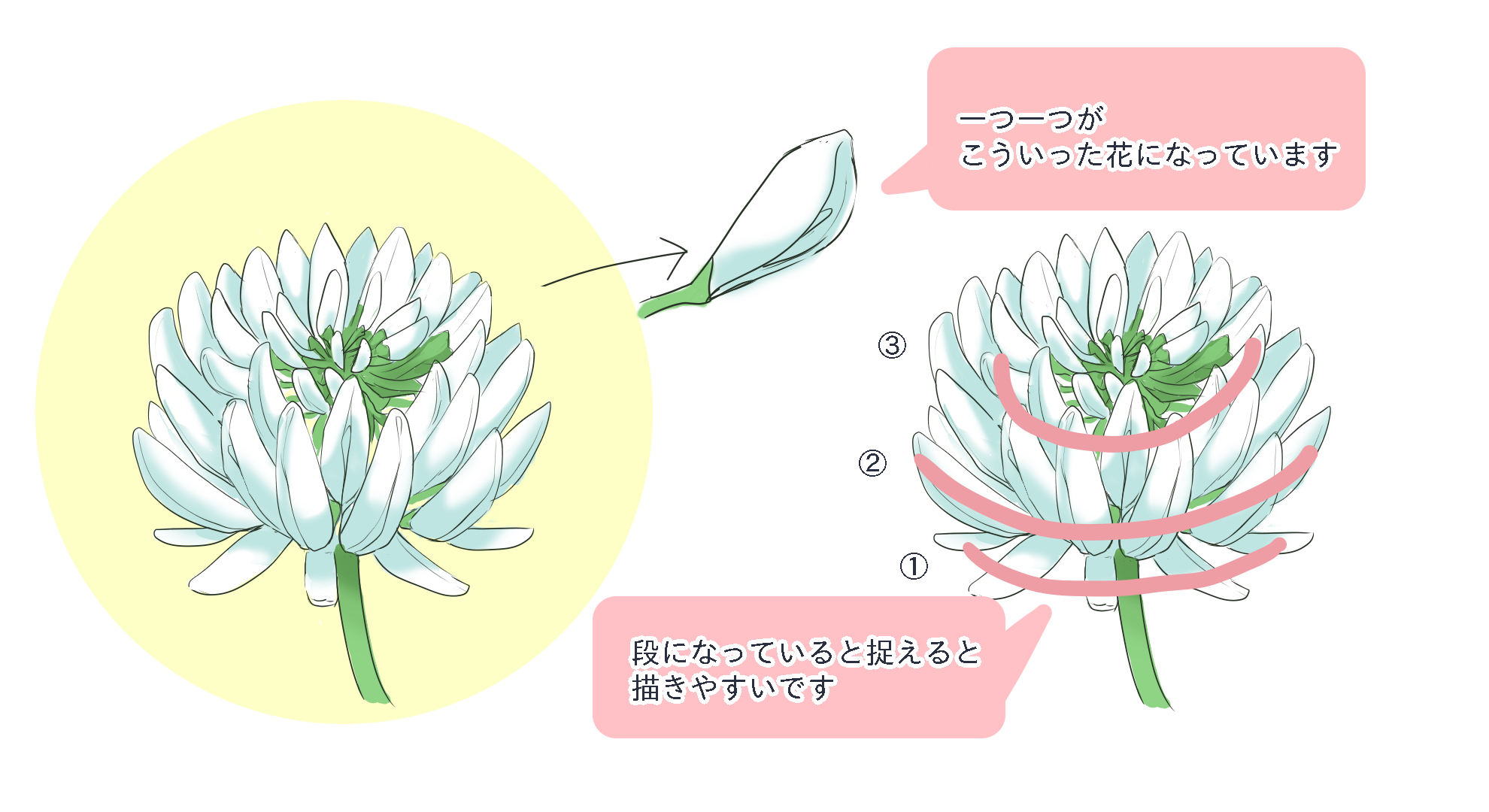 クローバーを描いてみよう 花言葉や花冠の描き方も Medibang Paint 無料のイラスト マンガ制作ツール