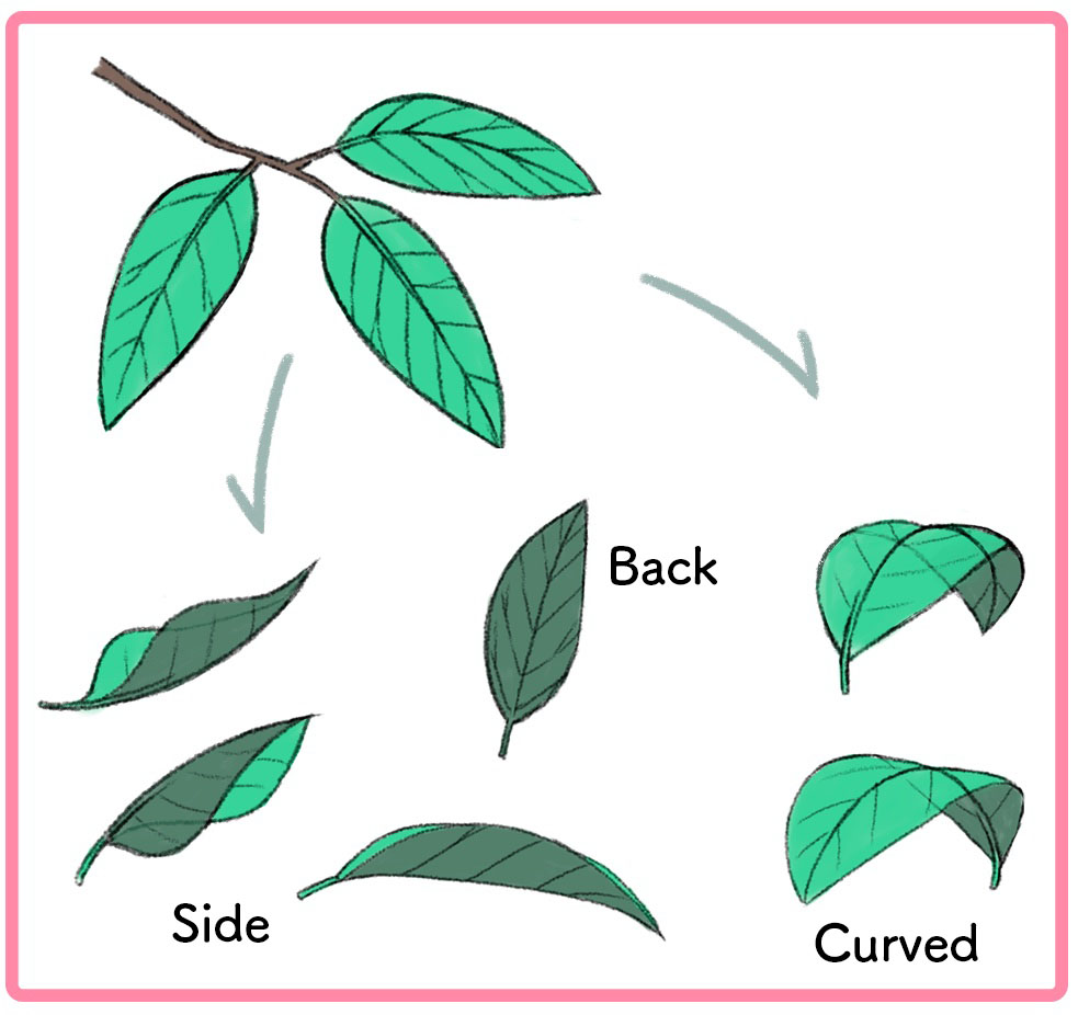 Esquema de la ilustración de la hoja de | Leaf outline, Leaf drawing, Palm  leaf art